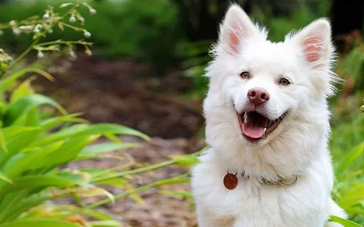 Kintamani Dog